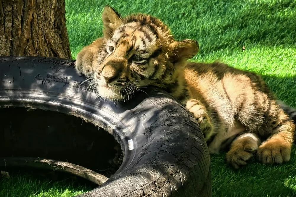 Siberian tigers playing in snow