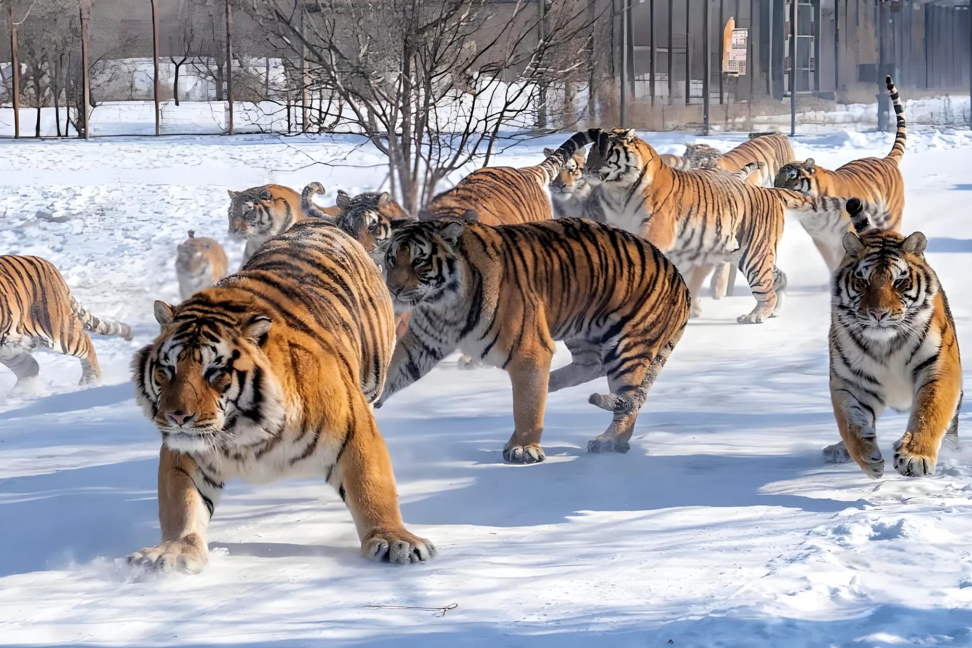 Siberian tigers in their natural habitat at Harbin Tiger Park