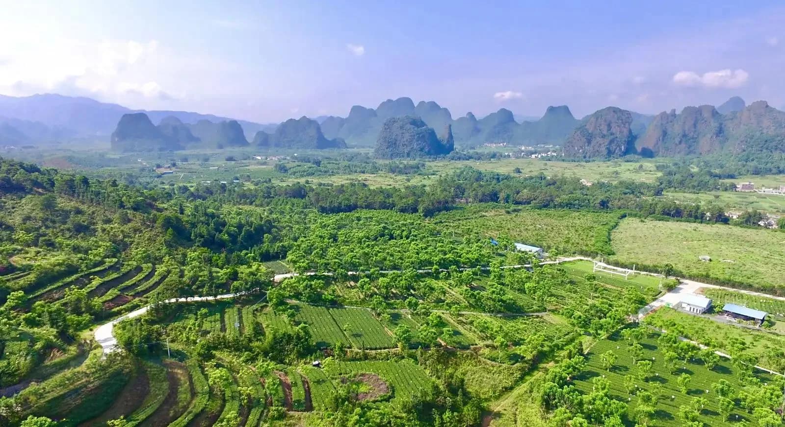 Organic Tea Garden Escape