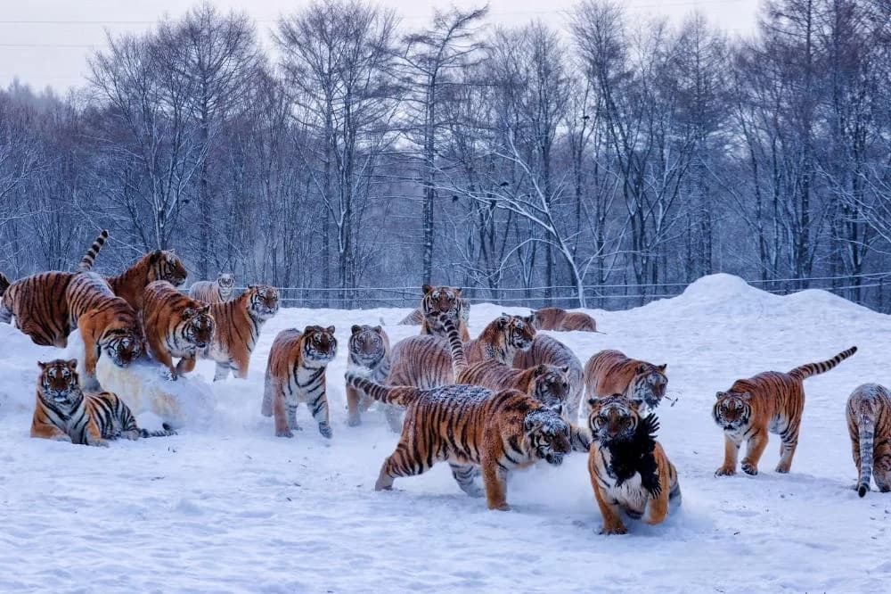 Close-up of Siberian tiger at the breeding center
